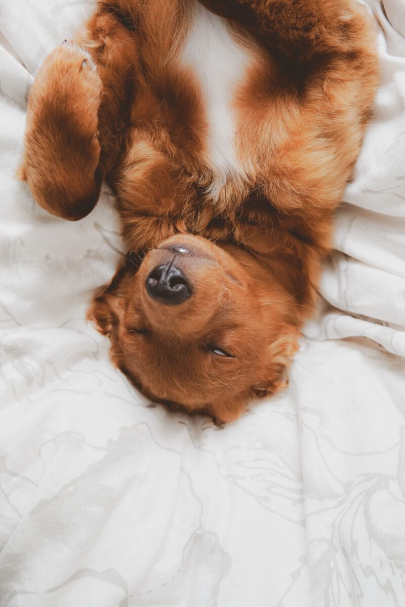 Cute golden retriever puppy lying upside down on a white bed, sleeping soundly.